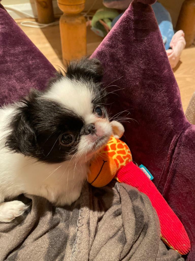 japanese chin for sale gumtree